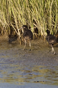 Clapper Rail