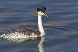 Clarks Grebe
