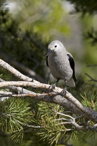 Clarks Nutcracker