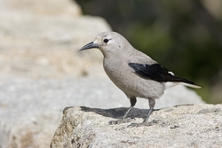 Clarks Nutcracker