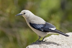 Clarks Nutcracker