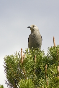 Clarks Nutcracker