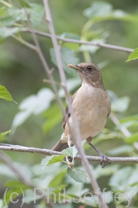 Clay-colored Thrush