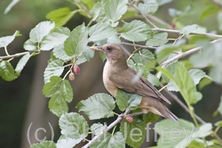 Clay-colored Thrush