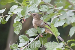 Clay-colored Thrush