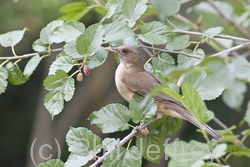 Clay-colored Thrush