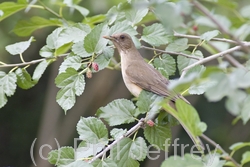 Clay-colored Thrush