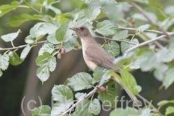 Clay-colored Thrush