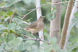 Clay-colored Thrush