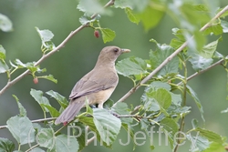 Clay-colored Thrush