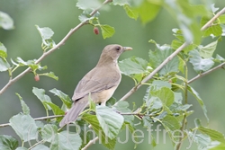 Clay-colored Thrush