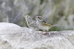 Clay-colored Sparrow