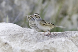 Clay-colored Sparrow