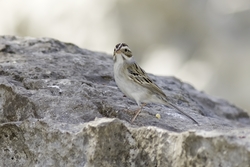 Clay-colored Sparrow