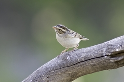 Clay-colored Sparrow