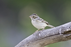 Clay-colored Sparrow