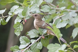 Clay-colored Thrush