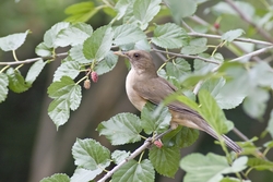 Clay-colored Thrush