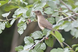 Clay-colored Thrush