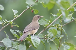 Clay-colored Thrush