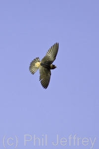 Cliff Swallow