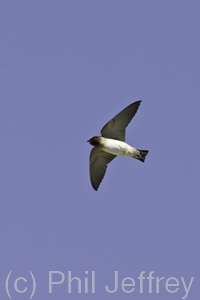 Cliff Swallow