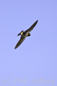 Cliff Swallow