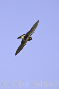 Cliff Swallow