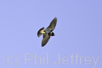 Cliff Swallow