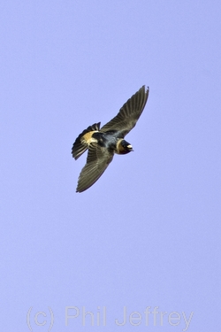 Cliff Swallow