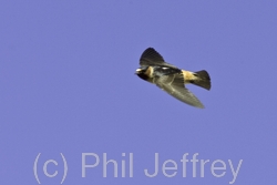 Cliff Swallow