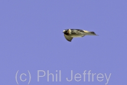 Cliff Swallow