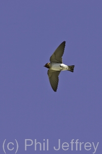 Cliff Swallow