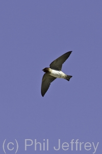 Cliff Swallow