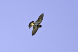 Cliff Swallow