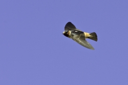 Cliff Swallow