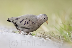 Common Ground-Dove