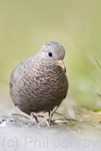 Common Ground-Dove