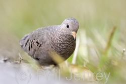 Common Ground-Dove