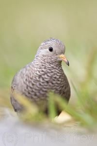 Common Ground-Dove