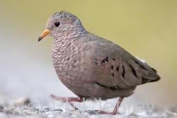 Common Ground-Dove