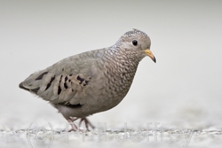 Common Ground-Dove