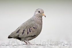 Common Ground-Dove