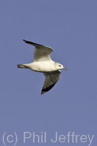 Common-Gull