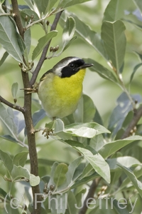 Common Yellowthroat