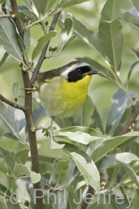 Common Yellowthroat