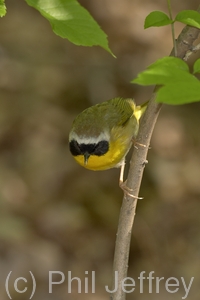 Common Yellowthroat