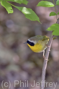 Common Yellowthroat