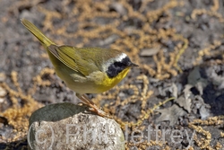 Common Yellowthroat