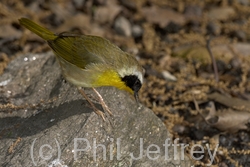 Common Yellowthroat